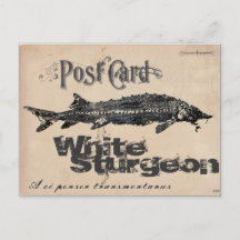 Postal de la Antigüedad de Sturgeon-Gyotaku blanca