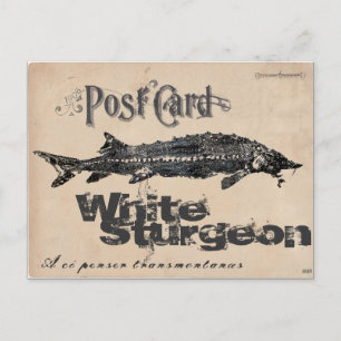 Postal de la Antigüedad de Sturgeon-Gyotaku blanca