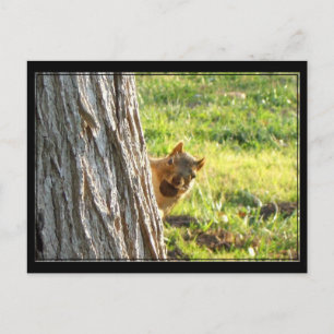 postal de la ardilla