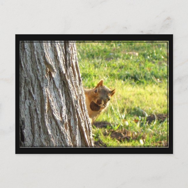 postal de la ardilla (Anverso)