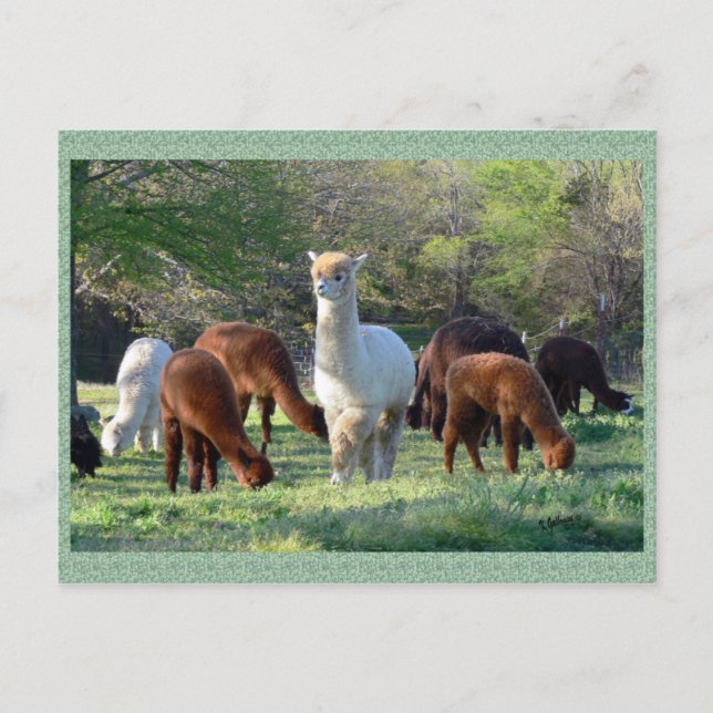 Postal de la belleza del trineo de la alpaca (Anverso)