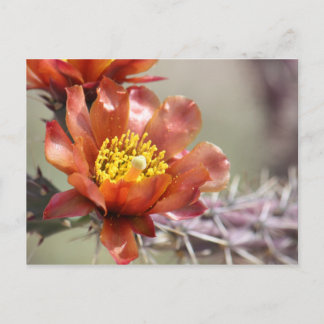 Postal de la Bloom Cholla