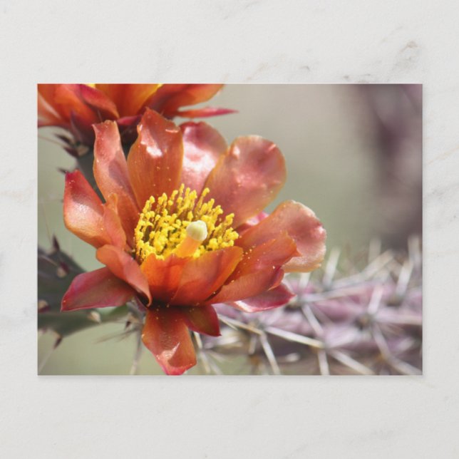Postal de la Bloom Cholla (Anverso)
