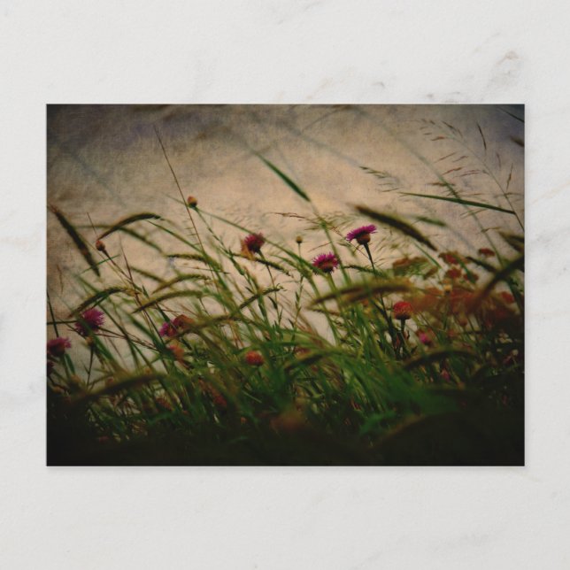 Postal de la brisa de primavera (Anverso)