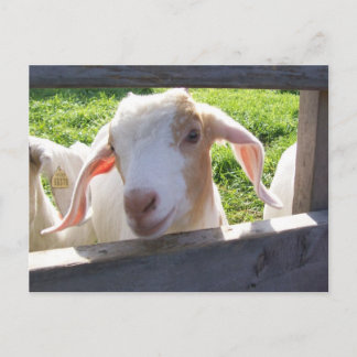 Postal de la cabra de Peeking