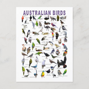 postal de la carta de aves australianas