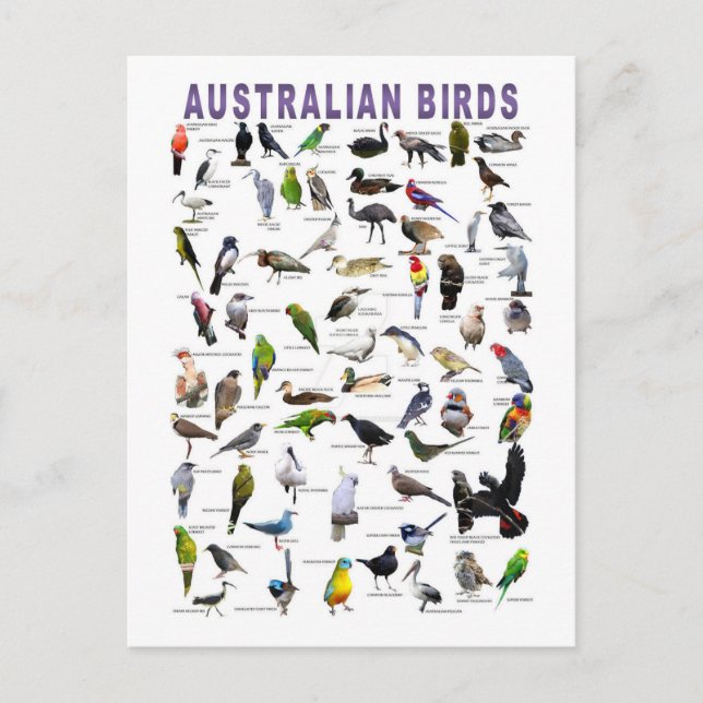 postal de la carta de aves australianas (Anverso)