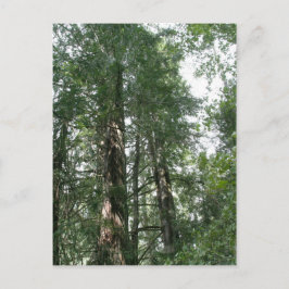 Postal de la Catedral Grove