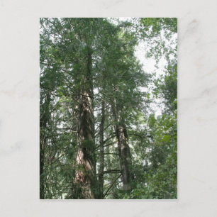 Postal de la Catedral Grove