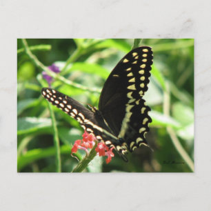 Postal de la cola de las palamedas