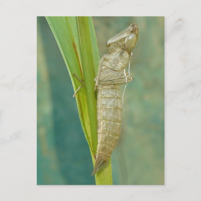 Postal de la concha de la mosca del dragón Nymph. (Anverso)