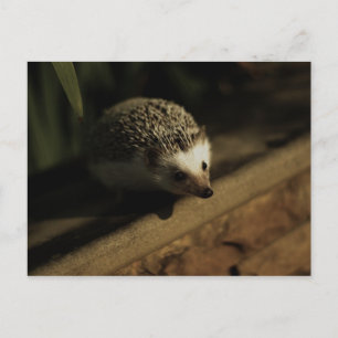 Postal de la curiosidad