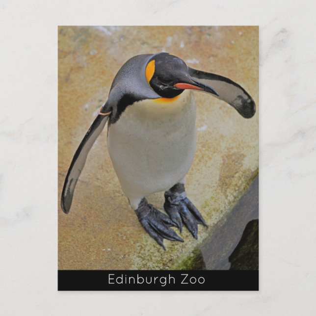 Postal de la Escocia del Zoológico de Edimburgo de (Anverso)