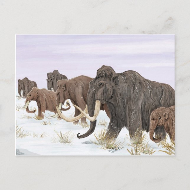 Postal de la familia Mammoth (Anverso)