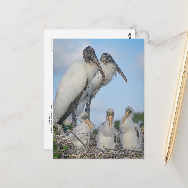 Postal de la familia Stork (Anverso/Reverso In Situ)