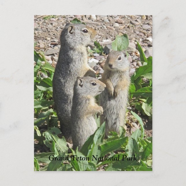 Postal de la familia Uinta Ground Squirrel (Anverso)