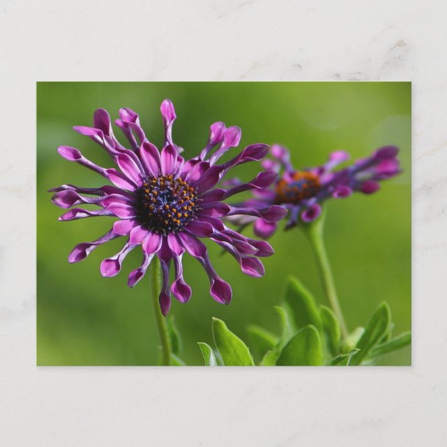 Postal de la flor (Anverso)