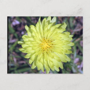 Postal de la flor amarilla de la cabeza del león