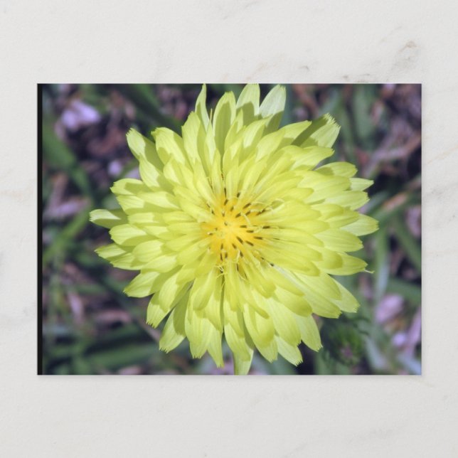 Postal de la flor amarilla de la cabeza del león (Anverso)