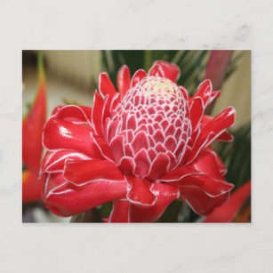 Postales Exótica Roja De La Flor - Tarjetas postales 