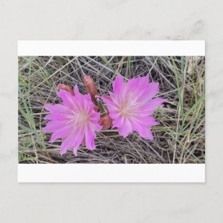 Postal de la flor del Bitterroot