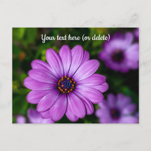 Postal de la flor Purple Daisy