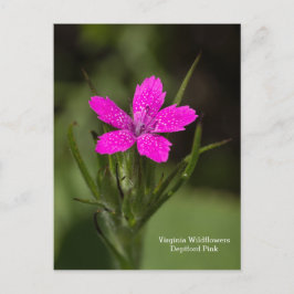 Postal de la Flor Silvestre de Virginia Deptford P