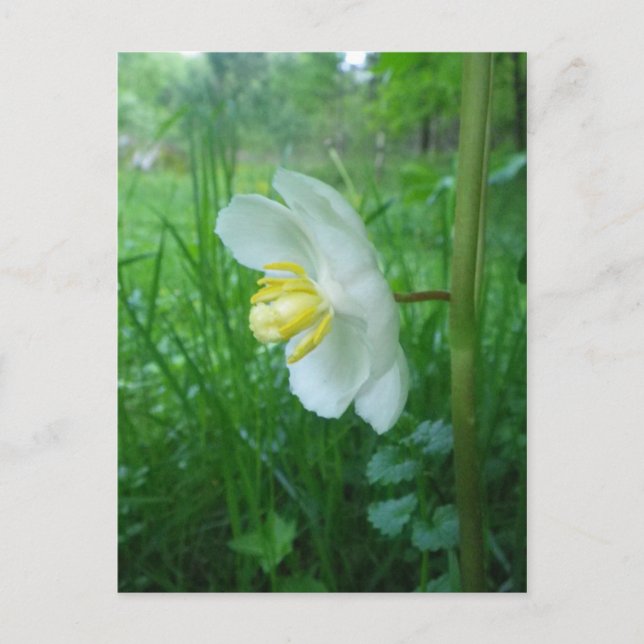Postal de la floración de May Apple (Anverso)