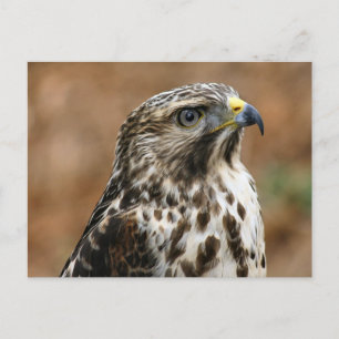 Postal de la foto de Cooper's Hawk
