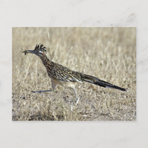 Postal de la fotografía del Roadrunner