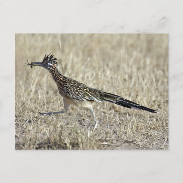 Postal de la fotografía del Roadrunner (Anverso)