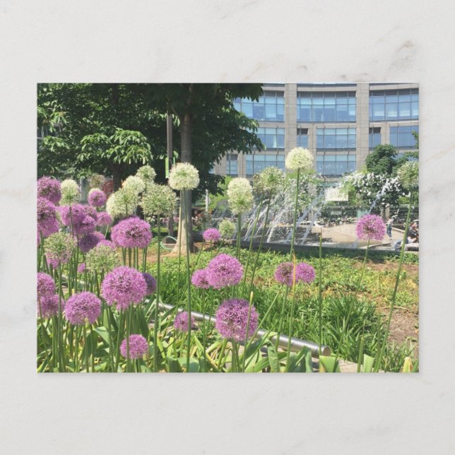 Postal de la fuente de la fuente del círculo de la (Anverso)