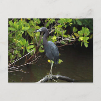 Postal de la garza azul