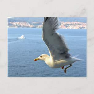 Postal de la gaviota de Airmail