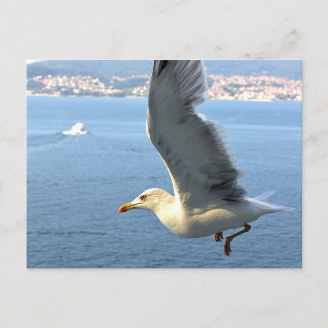 Postal de la gaviota de Airmail (Anverso)