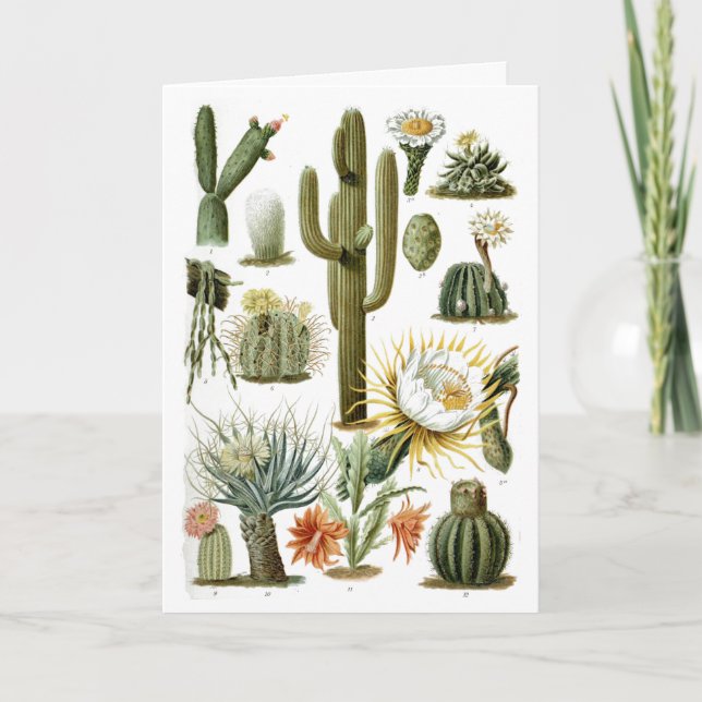 Postal de la gráfica de cactus de época (Anverso)