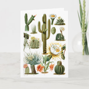Postal de la gráfica de cactus de época
