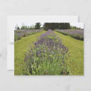 Postal de la granja de lavanda de Seafoam