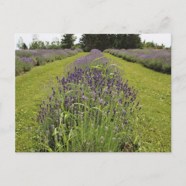 Postal de la granja de lavanda de Seafoam (Anverso)