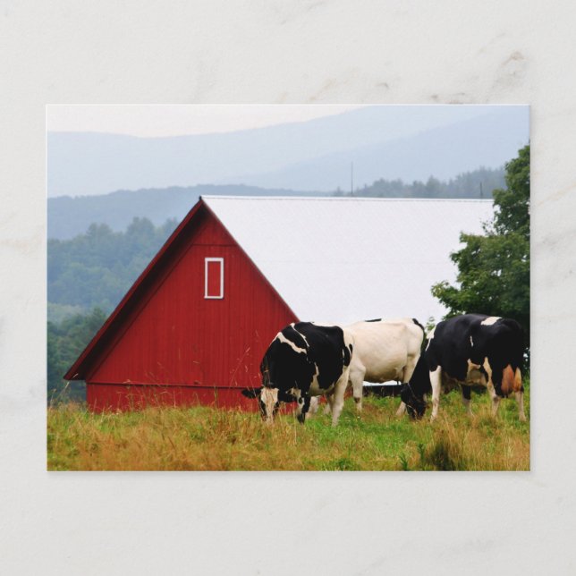 Postal de la granja de vacas Vermont (Anverso)