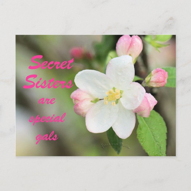 Postal de la hermana secreta Apple Blossom - perso (Anverso)