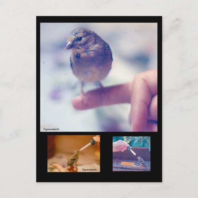 Postal de la historia de Goldfinch rescatada (Anverso)