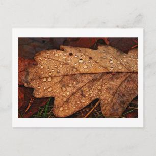 postal de la hoja amarilla de otoño