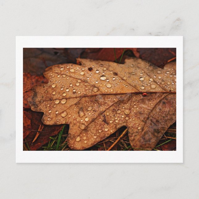 postal de la hoja amarilla de otoño (Anverso)