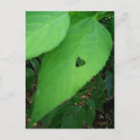 postal de la hoja de amor