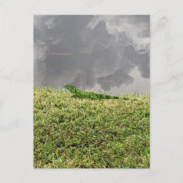 Postal de la Iguana de Florida