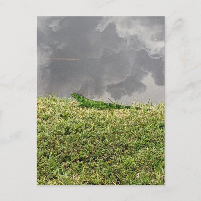 Postal de la Iguana de Florida