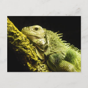 Postal de la Iguana Noble