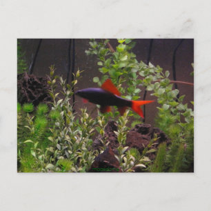 Postal de la imagen del tiburón del arco iris