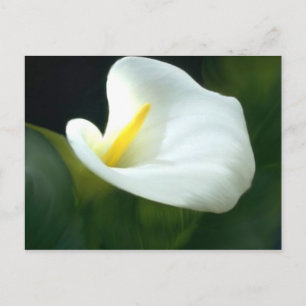 Postal de la lirio de Calla blanca